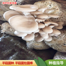 ʳ��Ģ��ƽ������3���b�����ʸ�ƽ���Nֲ��ʳ�þ����Nƽ���Nֲ��