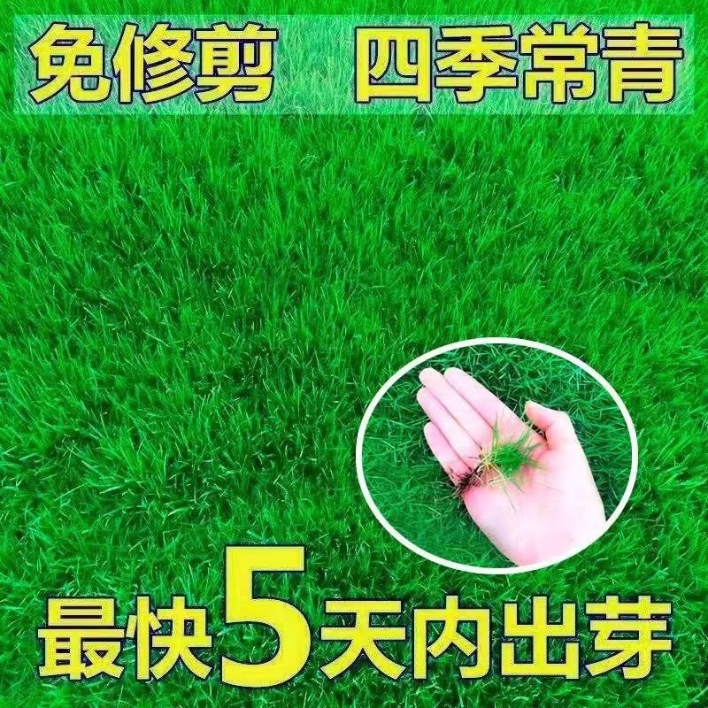 耐旱耐寒草子四季青绿化草皮草籽庭院别墅护坡草种子高羊茅草种子