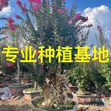 ������ޱ�䘶 ������ޱ���� ɽ�|��ޱ�Ř����l ���K��ޱ�Ϙ���r