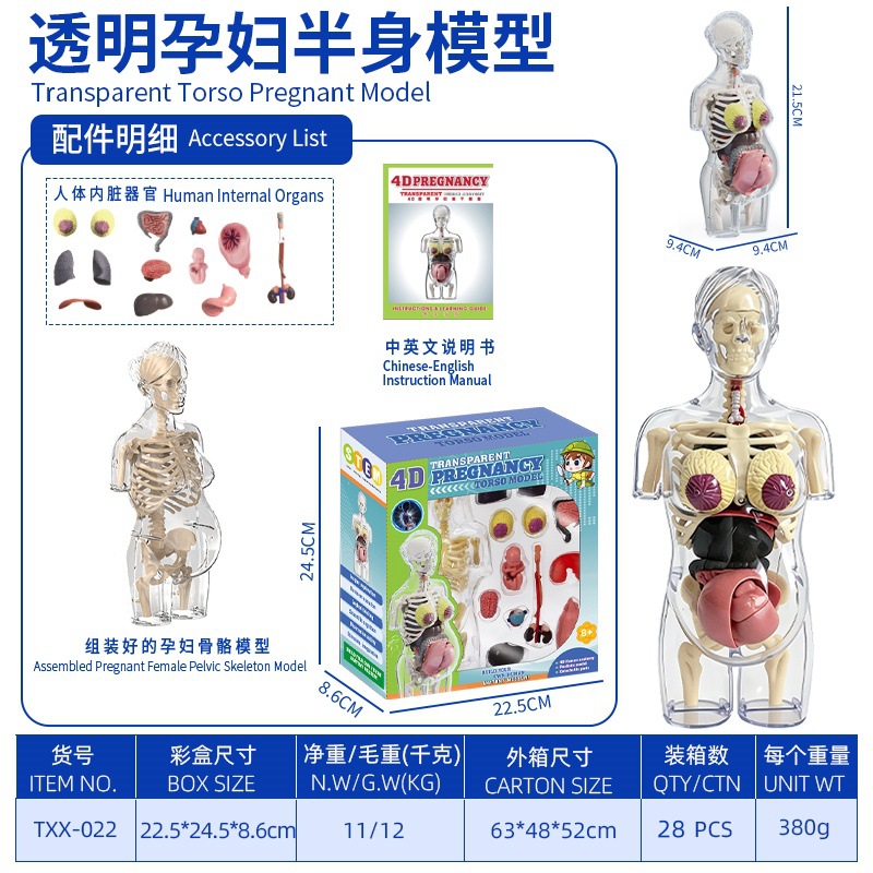 Modelo del cuerpo humano, juguetes educativos STEM para niños, modelo de anatomía humana desmontable, reconocimiento de órganos, fabricante, venta al por mayor image 36