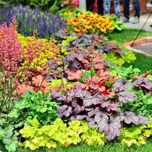 四季花园矾根绿植盆栽室内组合耐寒阳台植物宿根耐热庭院观叶花镜