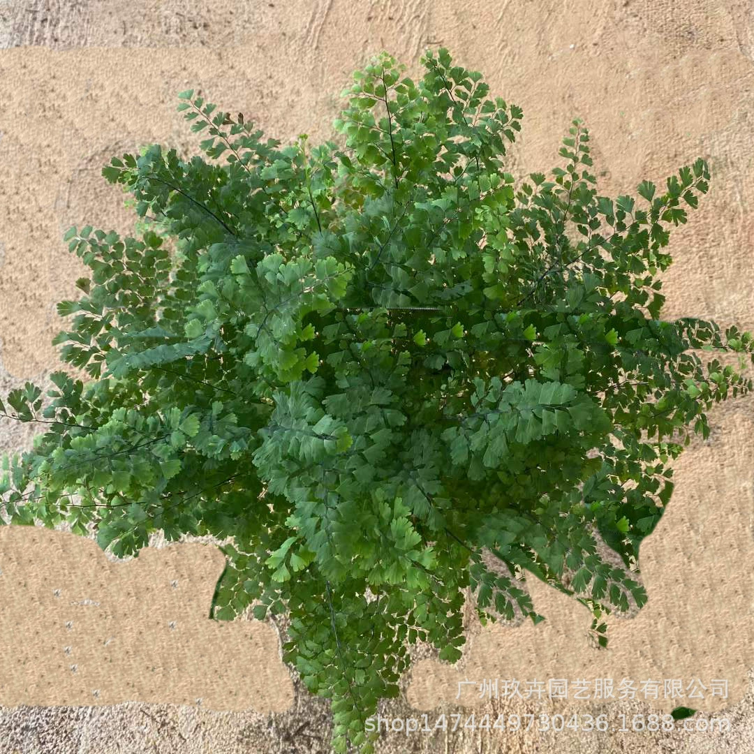 Adiantum лиственное растение маленькая горшечная гостиная балкон офис Рабочий стол маленькие горшечные растения