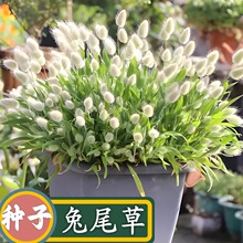 ����β�ͲݷN��Ȥζ�^�p��β�ݿ����ɻ��л��ݷN�ӼҾߔ[�O������