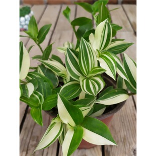 �������m���~����÷�̨ͥԺ�����^�~����ֲ���ͺ�С�Gֲ