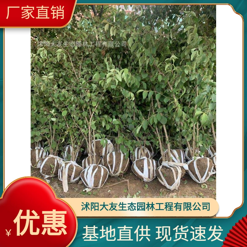 Китайская деревянная Гортензия База оптом Сорта самостоятельного производства Полный проект ландшафтного дизайна Озеленение рассады