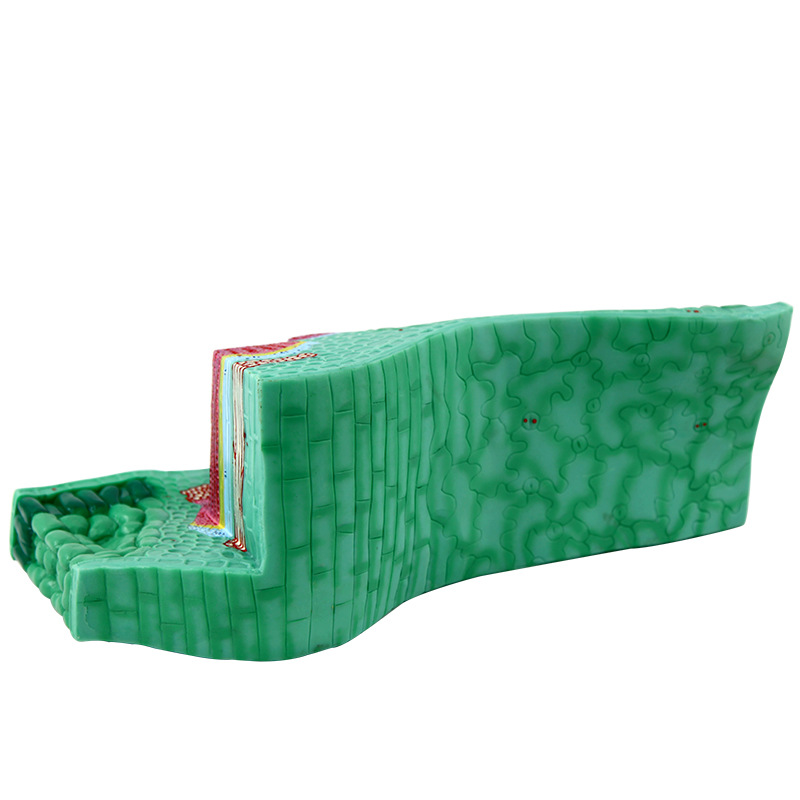 Leaf structure model middle school and high school plant enlarged…