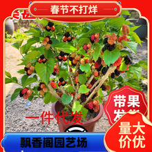 һ�����lɣ�ؘ������Ԏ����ϱ����҃����ļ��Gֲ�����{ݮ������