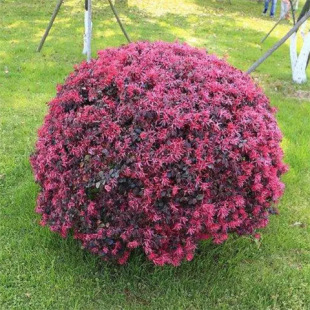 �t���^ľ��e��ͥԺ�G����ľ�ļ����໨�ܹ�ľ�辰�t����ľ�G�h��