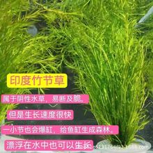 ӡ���񹝲��B����ˮ��ֲ���ȸ�~�r����к󾰵�ˮ��������ˮ�|