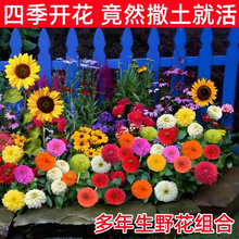 花种子室外一年四季都开花庭院花种籽子大全野花格桑花花籽孑花海