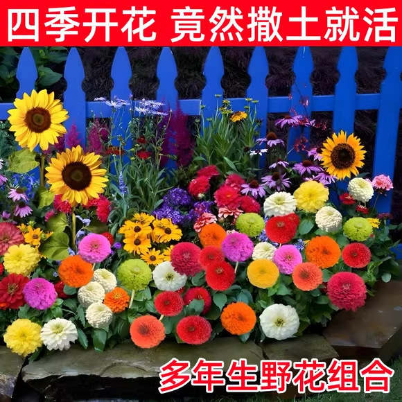 花种子室外一年四季都开花庭院花种籽子大全野花格桑花花籽孑花海