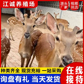 景区园林观赏亲人梅花鹿 常年出售租赁梅花鹿活体 温顺梅花鹿价格