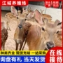 租赁园林常年景区梅花鹿