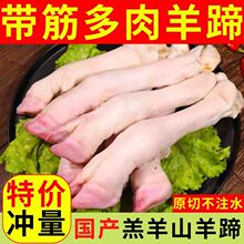 多筋多肉羔羊蹄农家散养羊蹄肉新鲜红烧烤羊蹄不腥膻原切一件代发