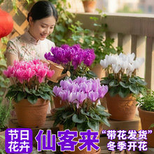 �ɿ́����Ԏ����ذ��ش����ӻ��҃��ͺ�������С�����ɿ́�����