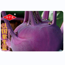 子龍種業蔬菜種子法國紫苤藍甘藍種子基地田園露地陽台盆栽庭院