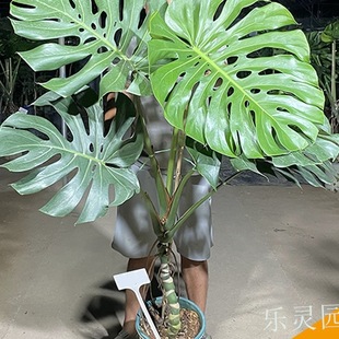 ���~���ʹ��������Ϙ������ԾGֲ���҃ȾGֲ���[һ��һ�Ę��`�@ˇ