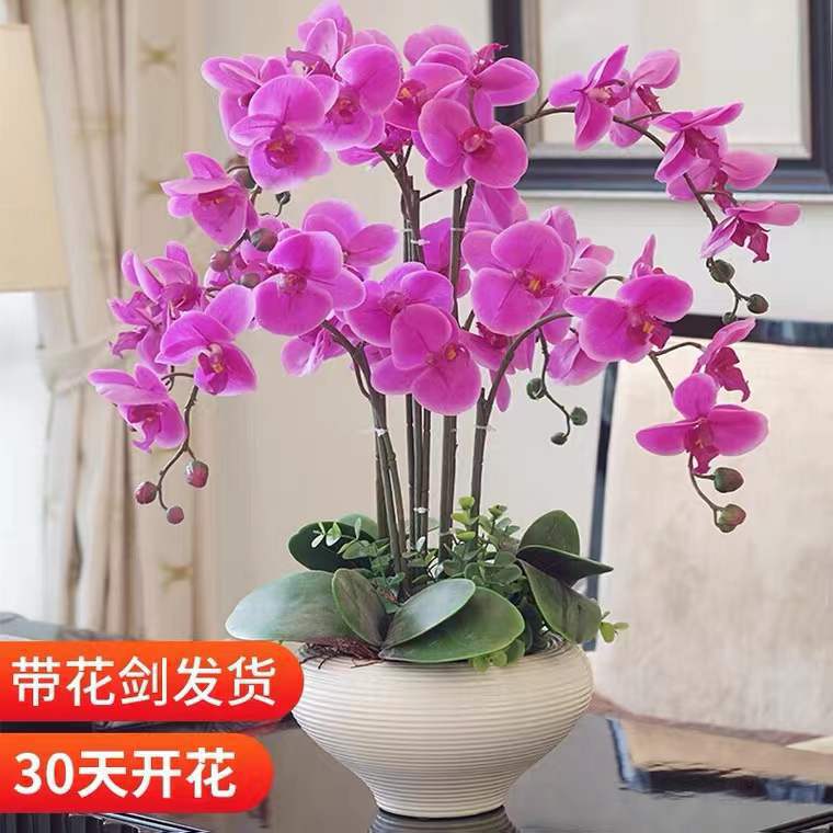 Phalaenopsis flower pot potted flower buds of flowers and buds of plant bands all year round, continuous indoor flowers and green plants are easy to live 2