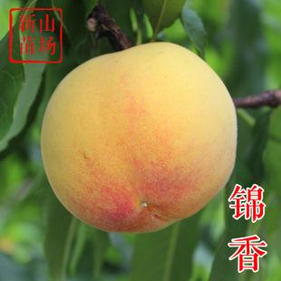 �\���S���� ��������Ʒ�N���S����1̖����N�S�Ҙ�����غ���B