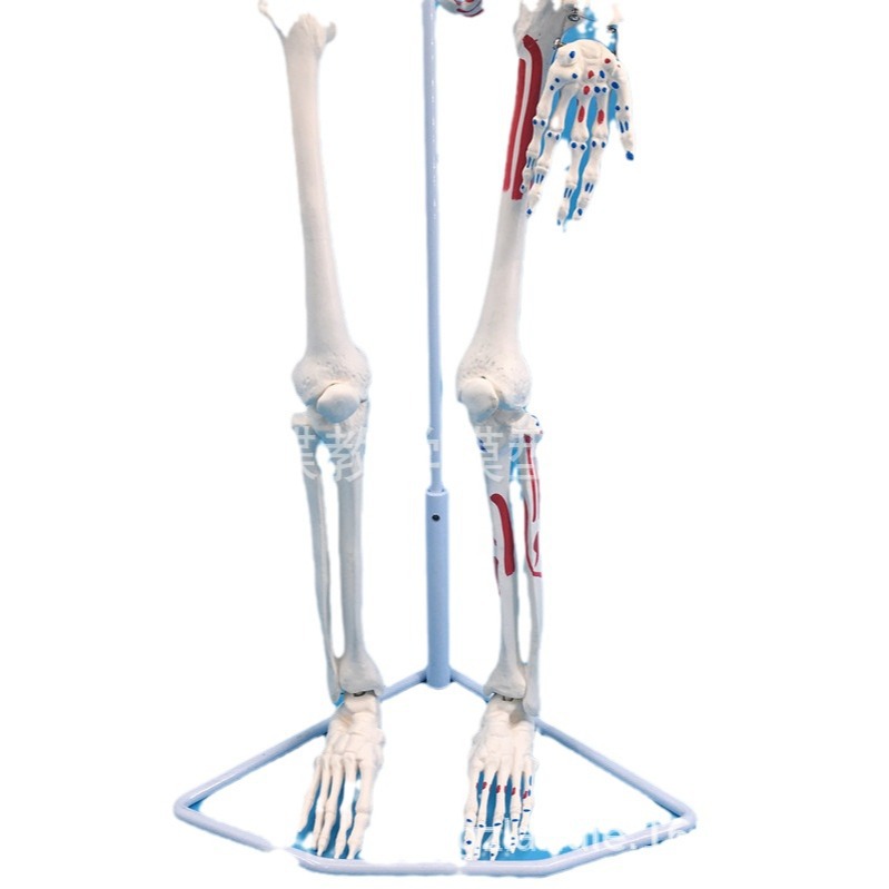 ����ʽ85CM���������������ֹ��ģ�� �����񾭼�����ɫ �Ǽ�ģ��