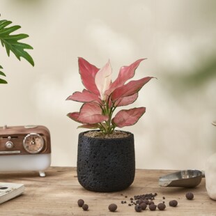 ����͏d�҃�С����ֲ����ʽ�й�Ԍ���L�Gֲ�k���Ұlؔ��������P