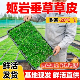 盆栽;乔木;园林果树