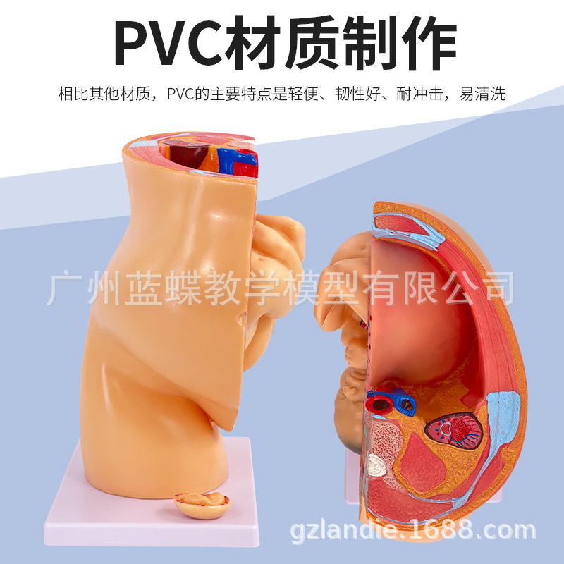 ��ѧ���﷢������ģ��������̥����Ÿ���ģ�� ����ģ�� ̥��ģ��