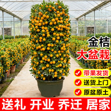 ��ۘ����Ԏ�����ʳ��������Ә����҃ȴ��;Gֲ�̨�͏d��������