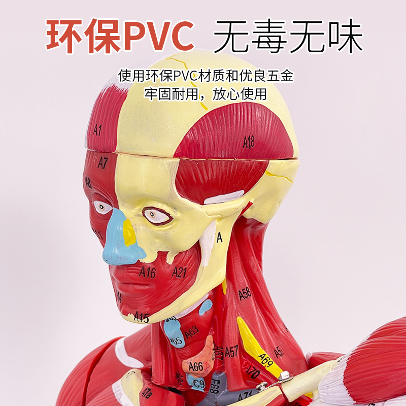 ����ȫ�����⸽�������ٽ���ģ��ҽѧ���弡��ģ��80CM������ģ��