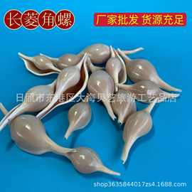 海兔螺 天然海螺贝壳鱼缸造景家居摆件旅游纪念儿童科普 厂家批发