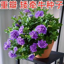 进口重瓣矮牵牛花种子四季播易种活花开不断庭院阳台植物花卉花籽