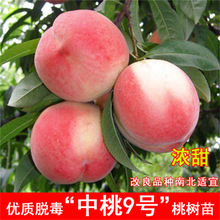 新品种倾城蜜水蜜桃树苗嫁接晚熟桃树苗盆地栽北南方种植当年结果