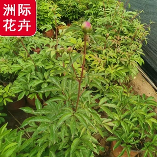 芍药花苗庭院绿化栽培 阳台盆栽观花植物宿根花卉 批发绿化芍药