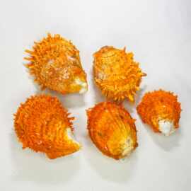 天然贝壳海螺金黄海菊蛤贝刺蛤鱼缸水族造景家居工艺品摆件珊瑚