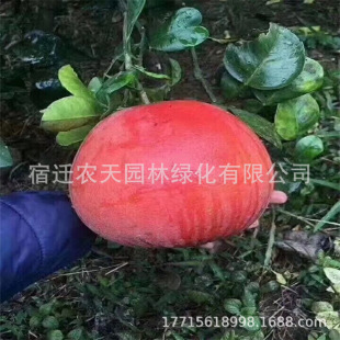 �������� ̨���������������� �Ϸ�������t��ʯ�������箔��Y��