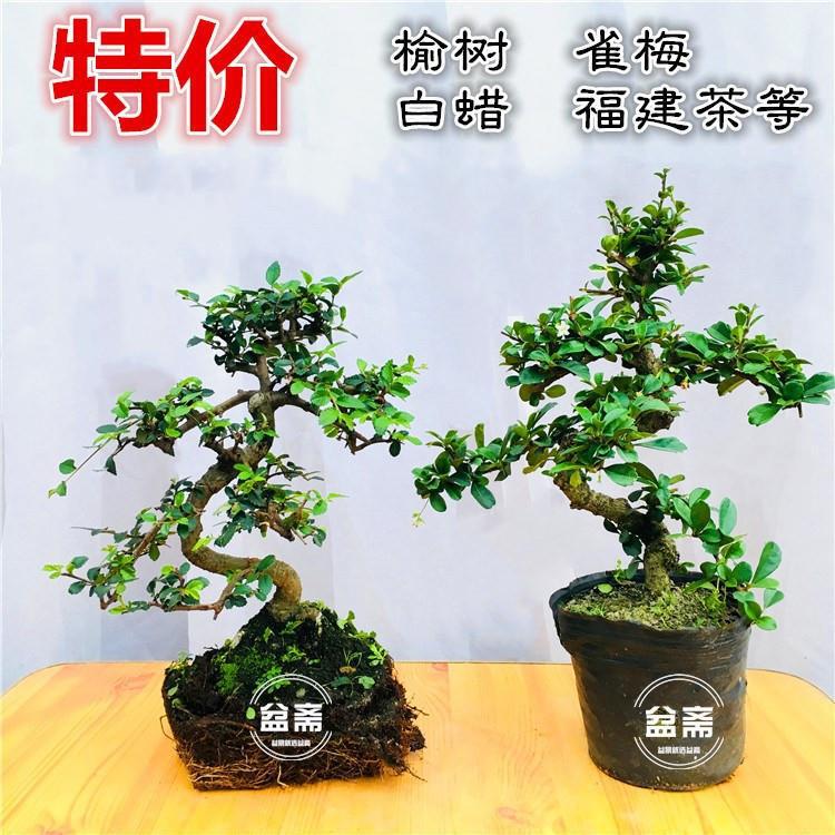 Bonsai Plant Shape Fujian Tea Small Leaf Bird Plum Ash Elm Old Pile Tree Stump Evergreen Flowering and Fruiting All Year Round Bonsai Plant Shape Fujian Tea Small Leaf Bird Plum Ash Elm Old Pile Tree Stump Evergreen Flowering and Fruiting All Year Round