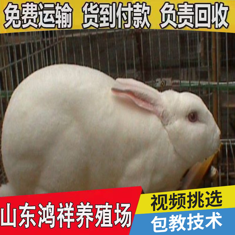 conew_e145fe293359443f8f6a68a4