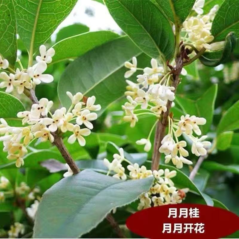 월계수【강한 향】