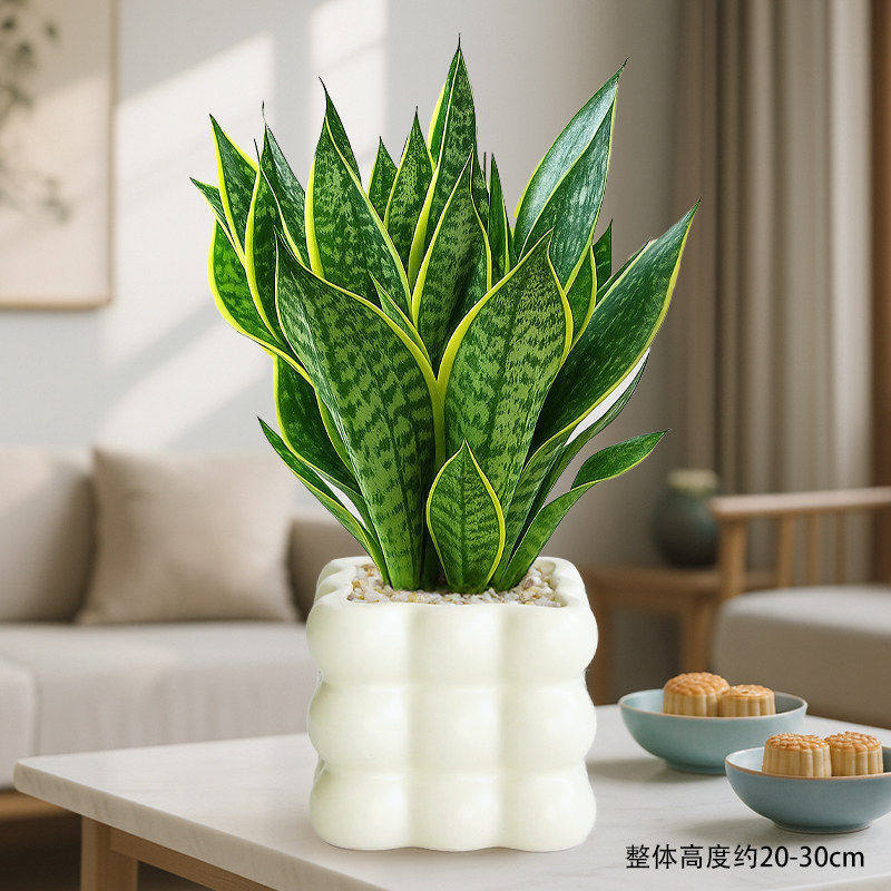 Select a+ grade phnom penh tiger orchid + square milk oil bubble basin + ceramic + fertilizer