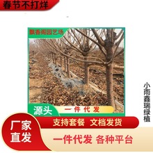 黑珍珠车厘子树苗矮化盆栽地栽当年结果南北方种植特大樱桃果树苗