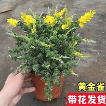 【带花发货】黄金雀花树苗盆栽锦鸡花卉植物阳台庭院室内花苗四季