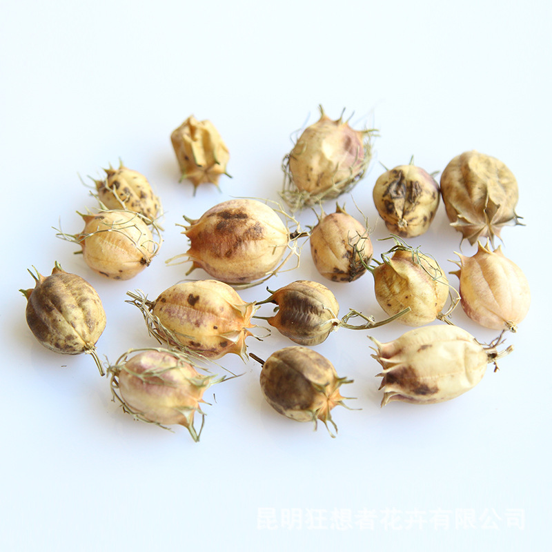 Đầu hoa cỏ đen (khoảng 30 cái trong một túi, khoảng 7 gam)