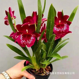 �����_���� �������m�������m���҃������ļ��_�� �����m�� ����