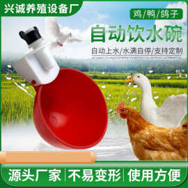 鸡鸭鹅自动饮水器家禽专用饮水碗鸟鹌鹑饮水器厂家批发养殖设备