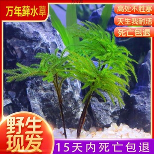 Water fish tank fish ten thousand years moss water resistant living low temperature resistant moss fish tank aquarium ecological bottle landscaping factory a wholesale