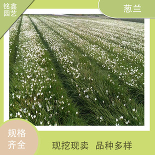 Amaryllis, White Flower Amaryllis, Red Flower Amaryllis, Wholesale from the Base, Perennial, Cold and Drought Tolerant, Strong Adaptability