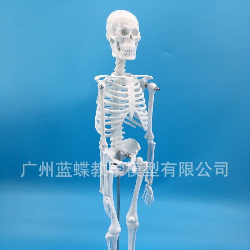 �������ģ��45CM�Ǽ�ģ�����弹��ģ�ͼ�׵ģ�͹������ñ걾ģ��