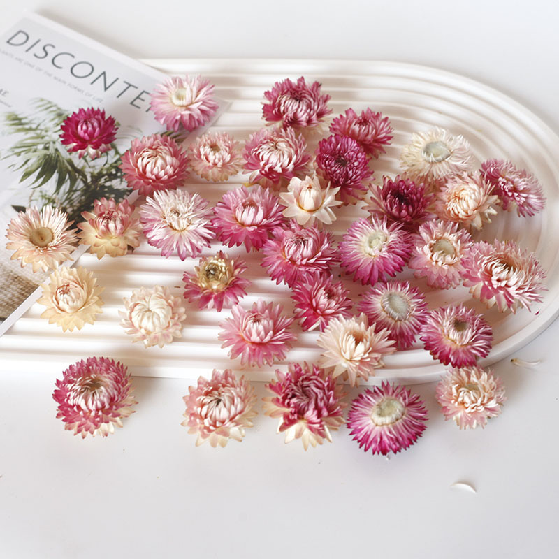 菠萝菊七彩小雏菊麦秆菊天然真花干花云南工厂批发散装50朵|undefined