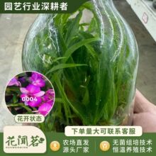 ��ʯ�� 4004 �۵�ƿ���׳ɻ�M��С���҃������Ի�������r��