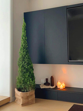 松柏树苗龙柏扁柏塔松圣诞树真绿植大型户外庭院好养侧柏四季常青